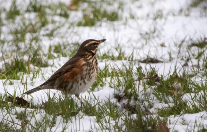 A Redwing sitting on grass covered with patchy snow